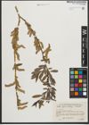 Foto von Salix pycnostachya Andersson